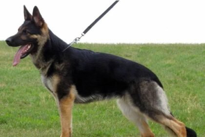 Prices of German shephard in South Africa