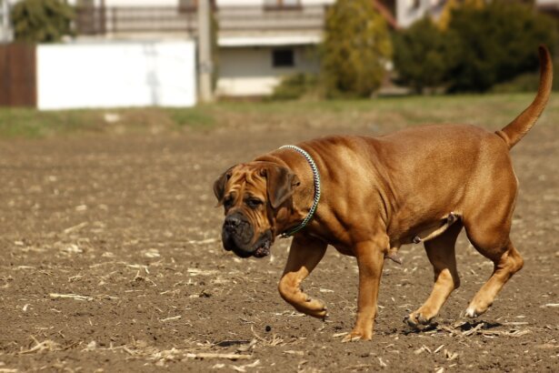 Prices of South African Boerboel