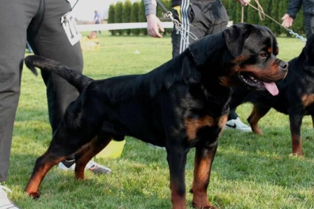Rottweiler Prices in South Africa